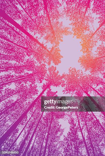 looking up at pine forest with fisheye lens - trees looking up stock illustrations