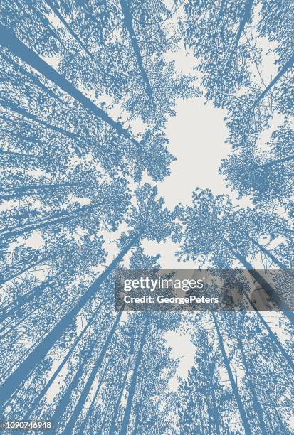 stockillustraties, clipart, cartoons en iconen met kijken op pine forest met fisheye-lens - red pine