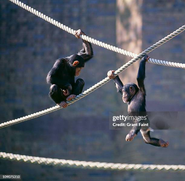 chimpanzees playing - zoo animals stock pictures, royalty-free photos & images