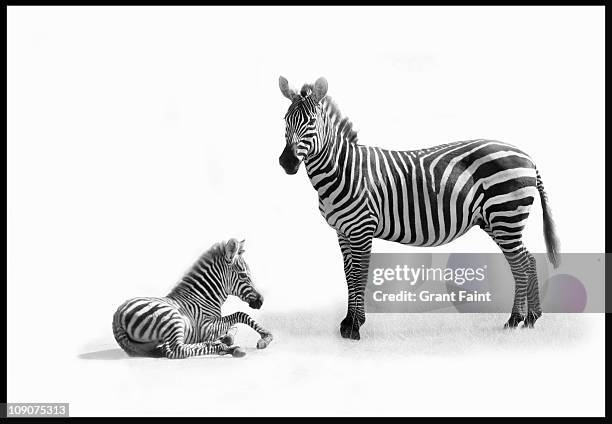 mother zebra with fold. - zebra stock-fotos und bilder