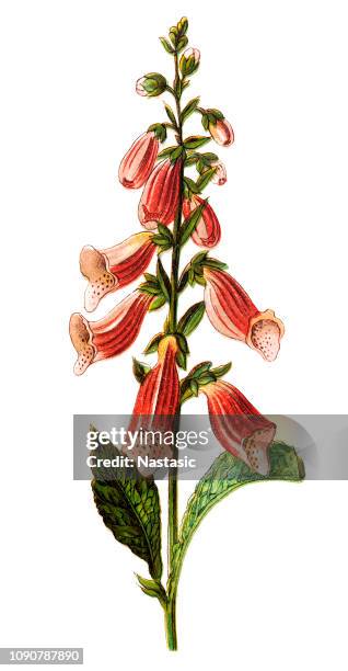 digitalis purpurea (foxglove, common foxglove, purple foxglove or lady's glove) - foxglove stock illustrations