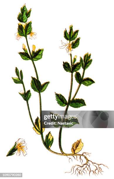 euphrasia rostkoviana (euphrasia officinalis, eyebright, eyewort) - euphrasia stock illustrations