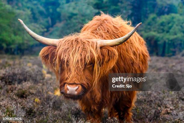 portret van een schotse highland vee in een natuurgebied - highland cow stockfoto's en -beelden