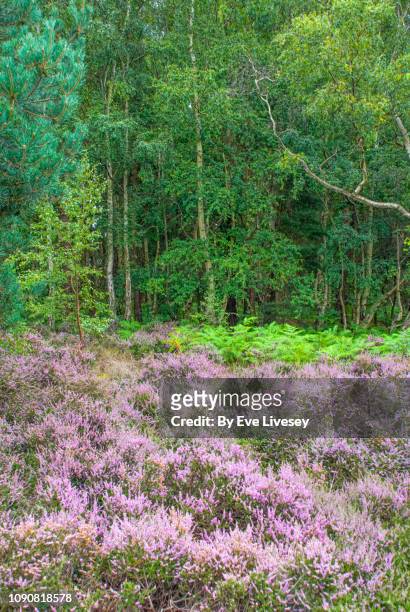 dersingham nature reserve - nature reserve stock pictures, royalty-free photos & images