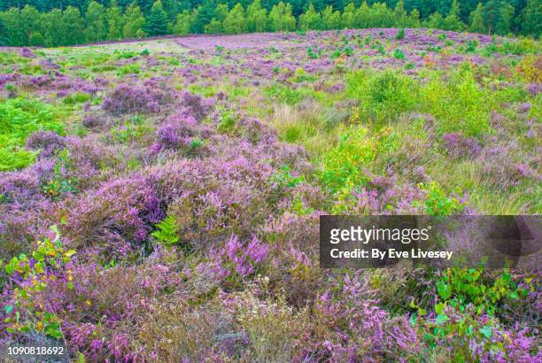 dersingham nature reserve - nature reserve stock pictures, royalty-free photos & images