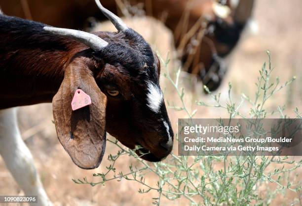 Goat from Golden Hooves Grooming Services nibbles on knapweed with over 300 other goats to help clear the Boulder Reservoir dam of noxious weeds in...