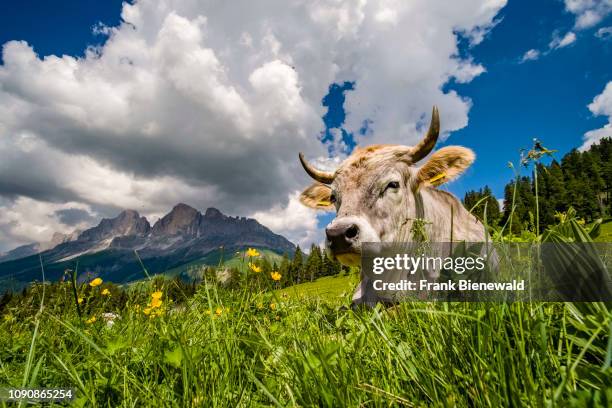 Cows are grazing at the green pastures of Alm Latemar, the mountains Rosengarten group, Catinaccio in the distance.