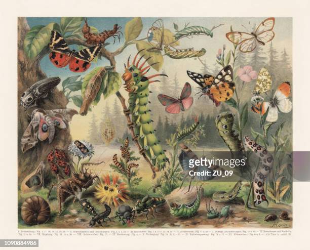 illustrazioni stock, clip art, cartoni animati e icone di tendenza di meccanismi di difesa di diversi insetti, cromotiografo, pubblicato nel 1897 - megalodon