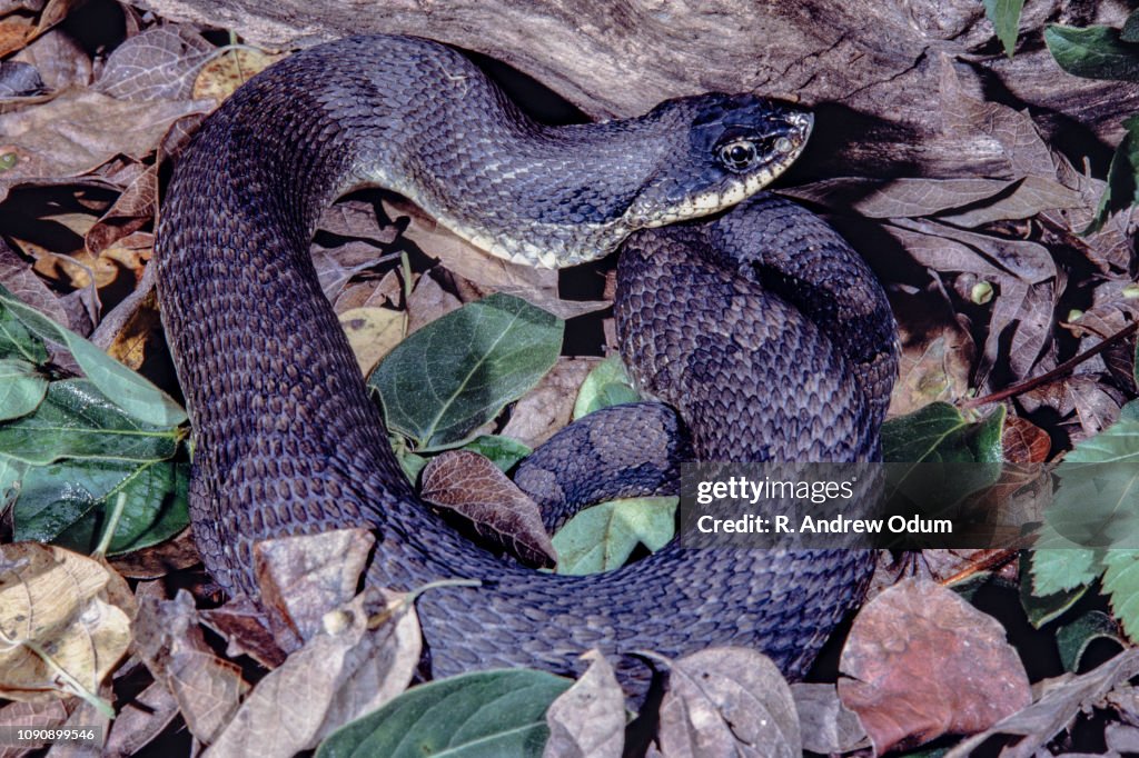 Eastern Hognose snake