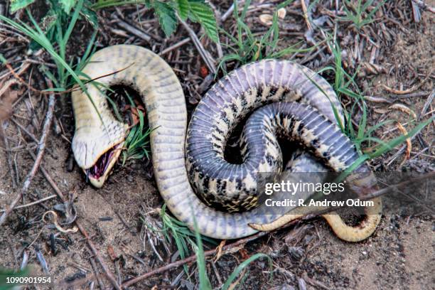 Eastern Hognose Snake Playing Dead - Stock Image - C002/1935