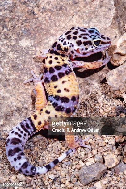 leopard gecko - desert -cute - gecko leopard stockfoto's en -beelden