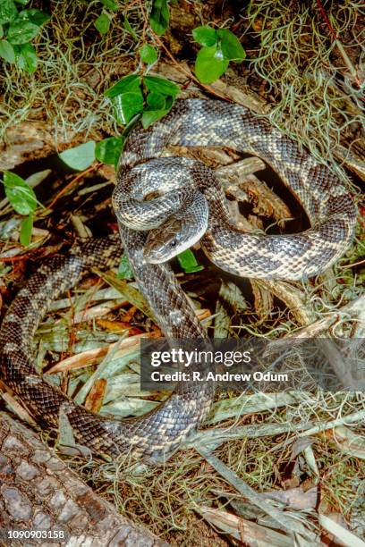texas rat snake - elaphe obsoleta lindheimeri stock pictures, royalty-free photos & images