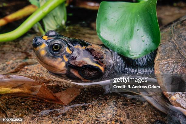 yellow-spotted river turtle - amazon river - yellow spotted amazon river turtle stock pictures, royalty-free photos & images