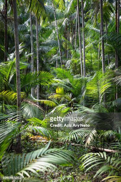 euterpe oleracea (açai), ilha do combu, amazon, belem do pará, para, brazil - brazil rainforest stockfoto's en -beelden