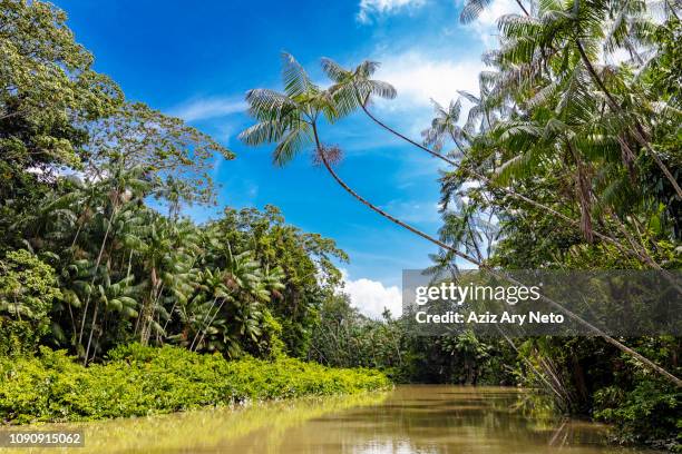 euterpe oleracea (açai), igarapé, amazon, belem do pará, para, brazil - para state stock pictures, royalty-free photos & images