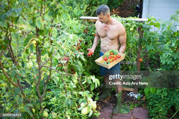 man picking tomatoes with basket - guy taking shirt off stock pictures, royalty-free photos & images