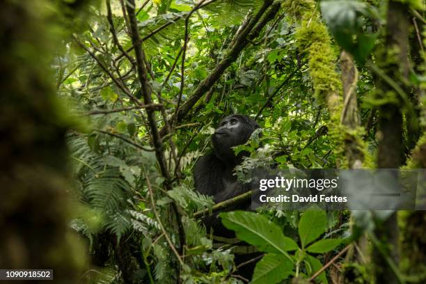 mountain gorilla (gorilla beringei beringei), bwindi impenetrable forest, bwindi mountains, uganda - gorilla stock pictures, royalty-free photos & images
