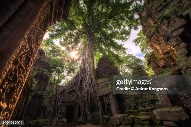 ta prohm temple with sunray - angkor wat foto e immagini stock