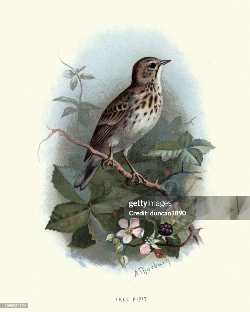 Natural history, Birds, tree pipit (Anthus trivialis)
