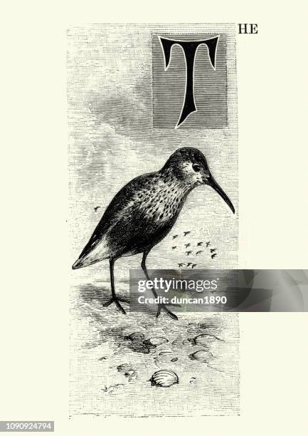 natural history, birds, dunlin (calidris alpina) - dunlin bird stock illustrations