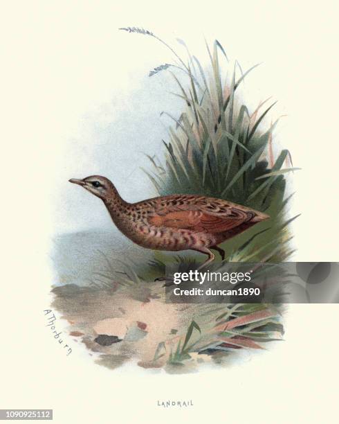natural history, birds, landrail (crex crex) - corncrake stock illustrations