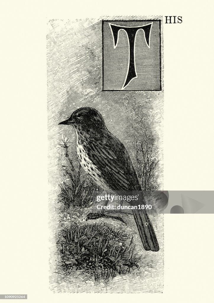 Natural history, Birds, meadow pipit (Anthus pratensis)