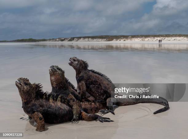 Marine iguanas, endemic to the Galapagos, mount each other on a beach on Santa Cruz island on January 24, 2019 in Galapagos Islands, Ecuador. A...