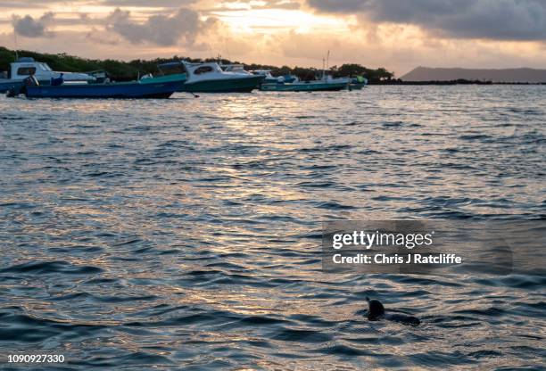 Galapagos penguins, endemic to the region, swim next to fishing boats on Isabela island on January 22, 2019 in Galapagos Islands, Ecuador. A growing...
