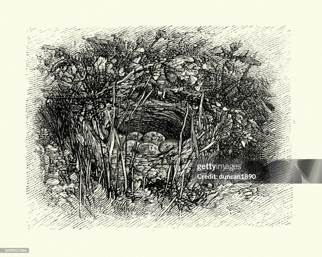 Nest and eggs of tree pipit (Anthus trivialis)