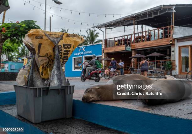Sea lions lie next to a bucket of yellow fin tuna at the fish market in the town of Puerto Ayora on Santa Cruz island on January 18, 2019 in...