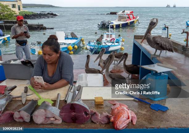 Woman looks at her phone whilst working at the fish market in the town of Puerto Ayora on Santa Cruz island on January 18, 2019 in Galapagos Islands,...