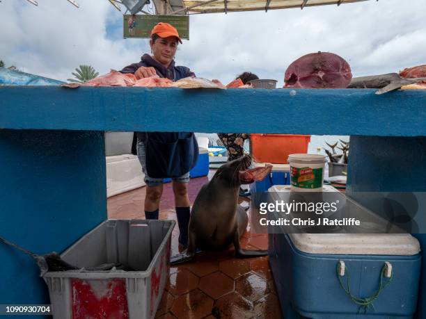 Sea lion eats a piece of fish given to it as a woman works at the fish market in Puerto Ayora on Santa Cruz island on January 18, 2019 in Galapagos...