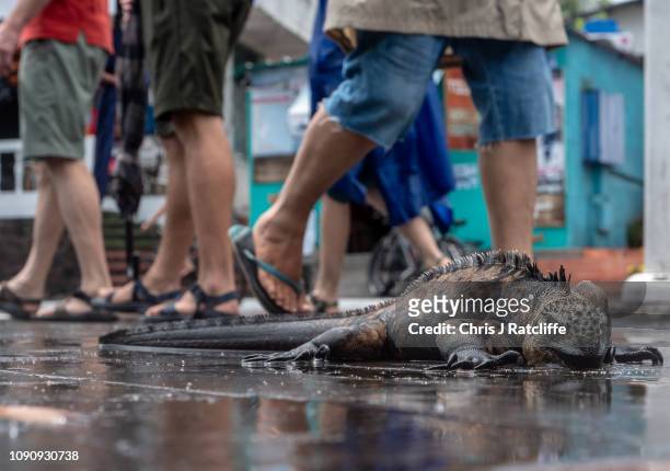 People walk past a marine iguana, endemic to the region, on a street in Puerto Ayora on Santa Cruz island on January 18, 2019 in Galapagos Islands,...