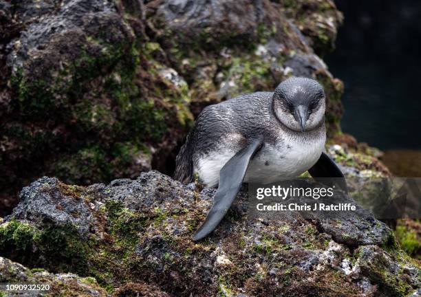 Galapagos penguin on Isabela island on January 23, 2019 in Galapagos Islands, Ecuador. A growing human population and the influx of tourism on the...