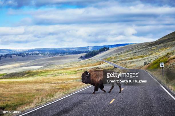 bison crossing road, yellowstone national park, canyon village, wyoming, usa - american bison stock-fotos und bilder