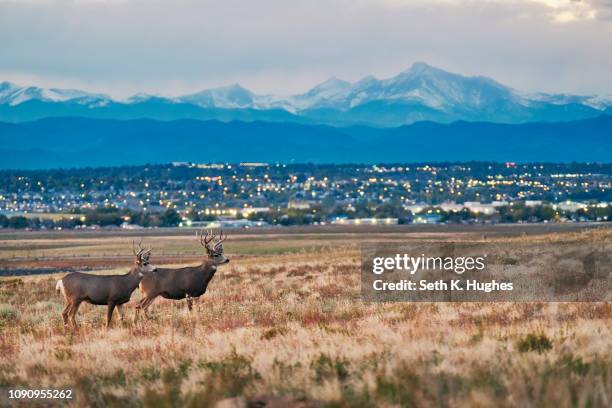 Colorado Front Range Springtime Front Range Photos and Premium High Res Pictures - Getty Images