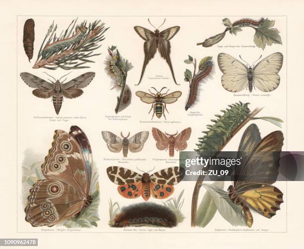 butterflies, chromolithograph, published in 1897 - aporia crataegi stock illustrations