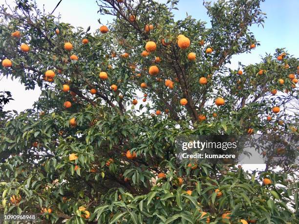 bitter sour orange - seville orange stock pictures, royalty-free photos & images