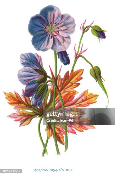 meadow crane's-bill or meadow geranium - geranium illustration stock illustrations