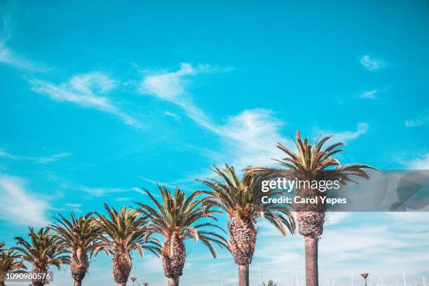 row of palms against blue sky - beverly hills californië stockfoto's en -beelden