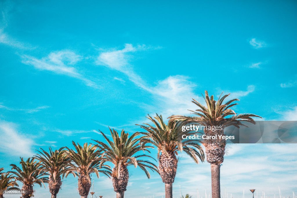 Row of palms against blue sky