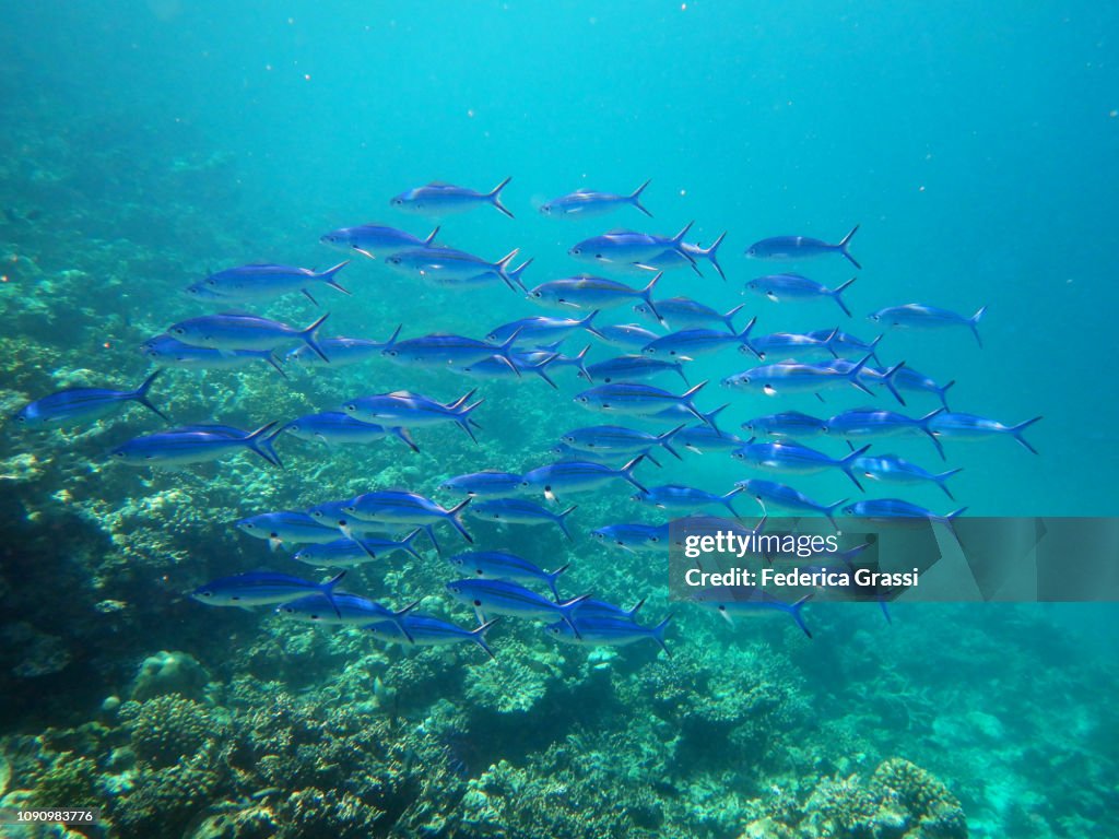 Shoal of Blue Fusilier Fish (Caesio caerulaurea)