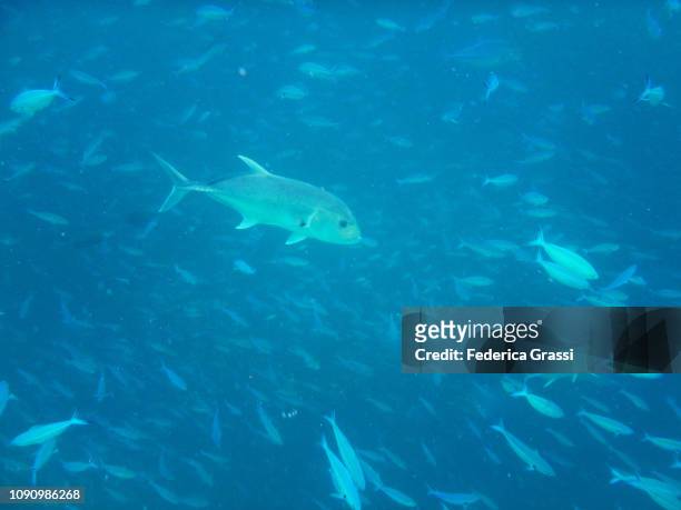 shoal of blue fusilier fish (caesio caerulaurea) - pferdekopf stock-fotos und bilder