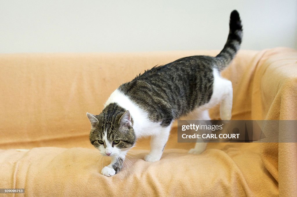 'Larry' the new Downing Street cat, pict