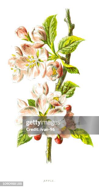 apple flower - apple blossom stock illustrations