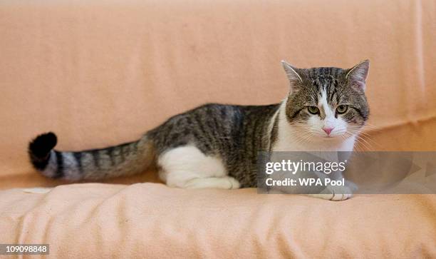 'Larry' the new Downing Street cat, pictured at Battersea Dogs and Cats Home in London, before being taken to the Prime Ministers residence on...