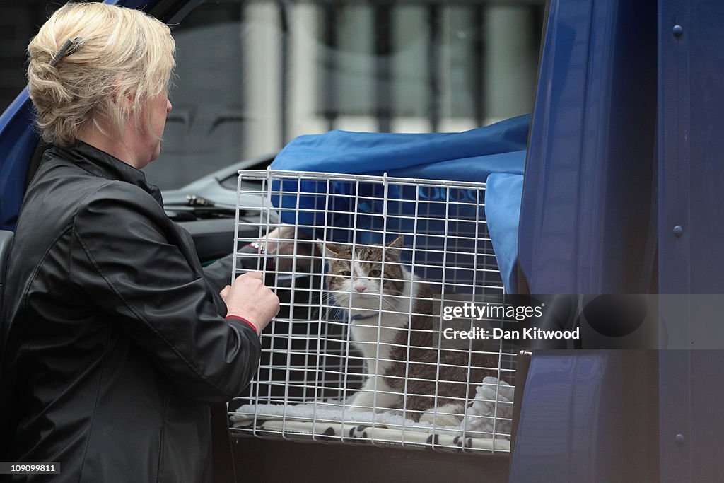 Larry The New Downing Street Cat Arrives At His New Home