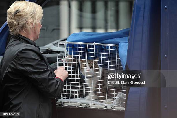 Larry', the new Downing Street cat, from Battersea Dogs and Cats Home in London, arrives at 10 Downing Street, on February 15, 2011 in London,...