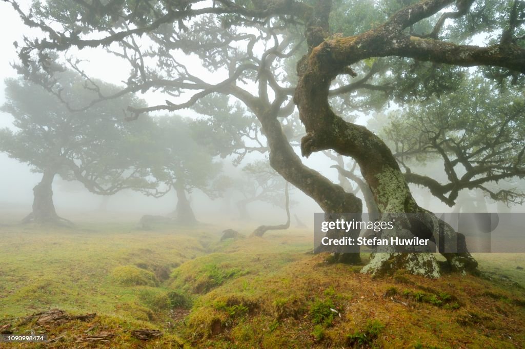 Old laurel forest or Laurissilva Forest, stinkwood (Ocotea foetens) trees in fog, UNESCO World Heritage Site, Fanal, Madeira, Portugal