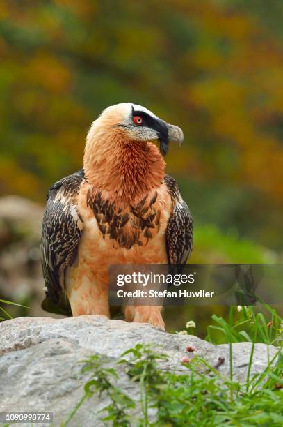 bearded vulture or lammergeier (gypaetus barbatus), canton of schwyz, switzerland - bearded vulture fotografías e imágenes de stock